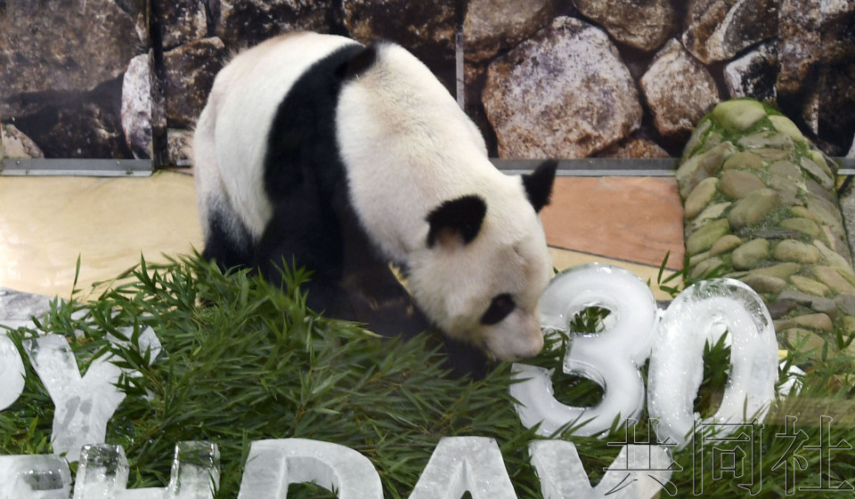 日本最高龄大熊猫及其双胞胎后代明年2月送还中国