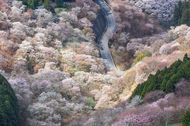 吉野山樱花迎来“一目千株”最佳观赏期
