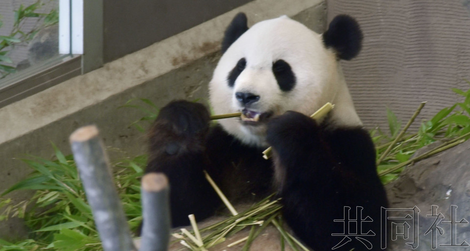 和歌山设施用熊猫吃剩竹子举行七夕活动