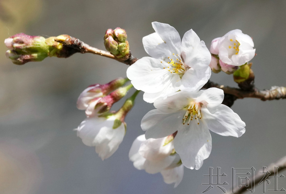 东京都心樱花开放 并列观测史上最早