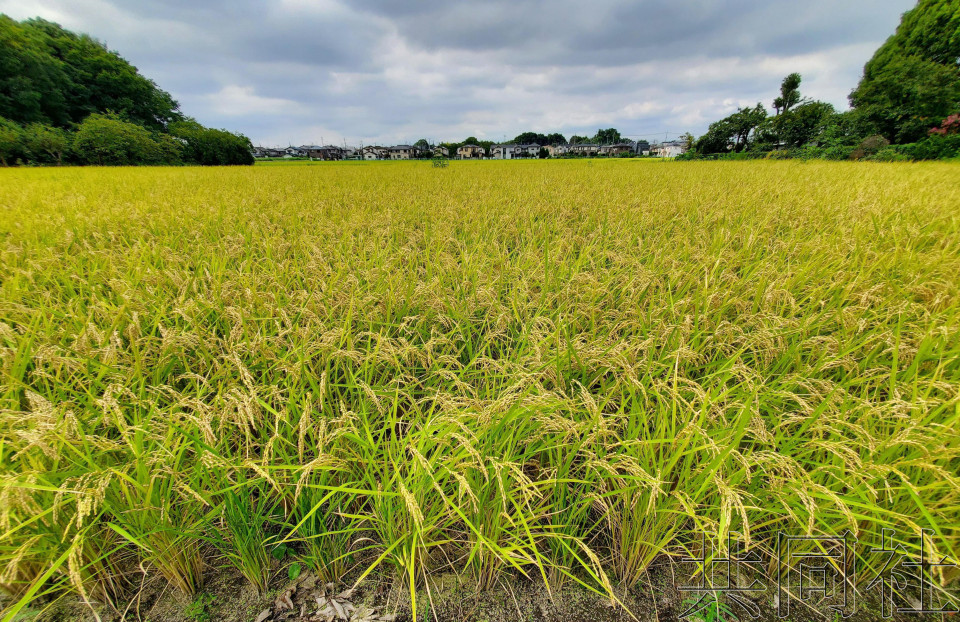 日本将不批准居留期较短的外国人获得农地