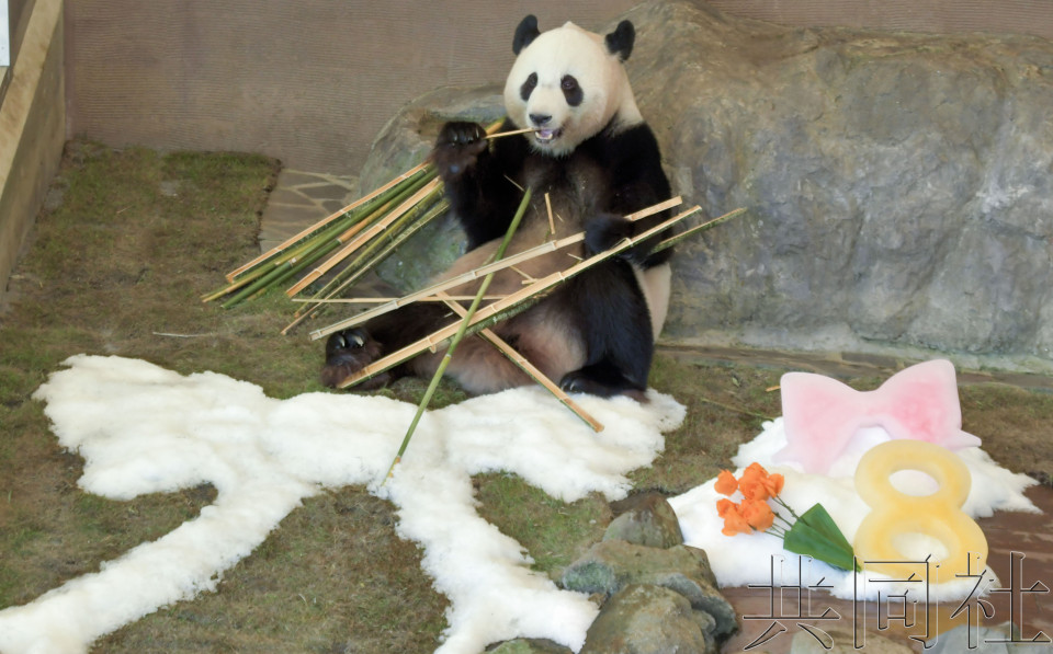 和歌山大熊猫“结滨”获赠8岁生日礼物