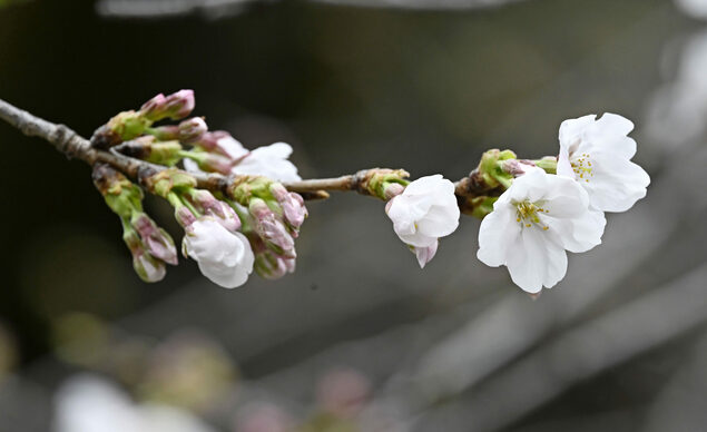 东京中心地区樱花开放 比往年早5天
