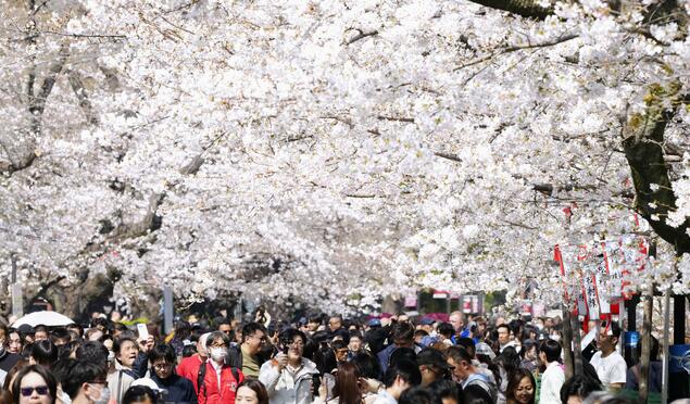详讯：东京都心樱花盛开 比常年早3天
