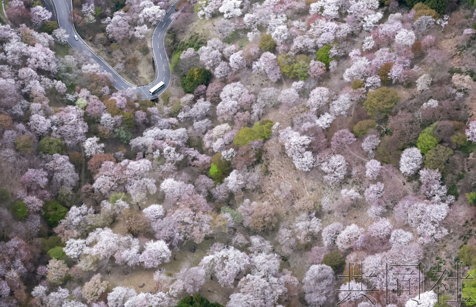 奈良吉野山樱花迎来最佳观赏期