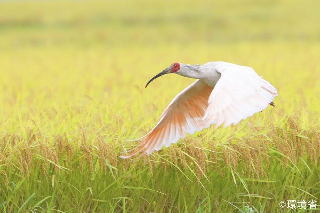 日本环境省红色名录下调朱鹮濒危等级
