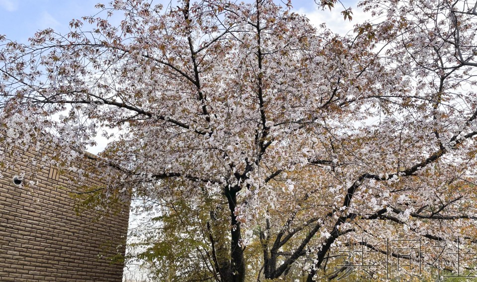 话题：京都去年樱花盛开时间为1200年来最早