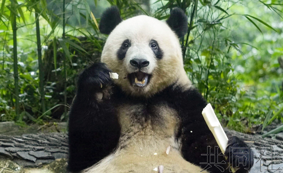 日本游客赴四川为大熊猫“香香”7岁生日送上祝福