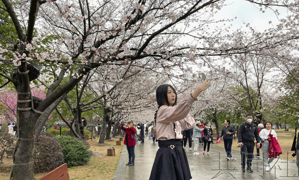 中国无锡日中友好“赏樱周”开幕