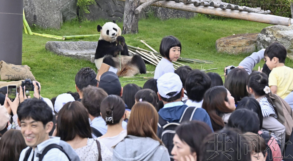 估算显示大熊猫为和歌山带来逾1250亿日元经济效应