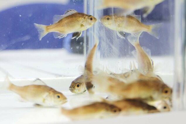 日本近畿大学实现高级食材“喉黑鱼”完全养殖