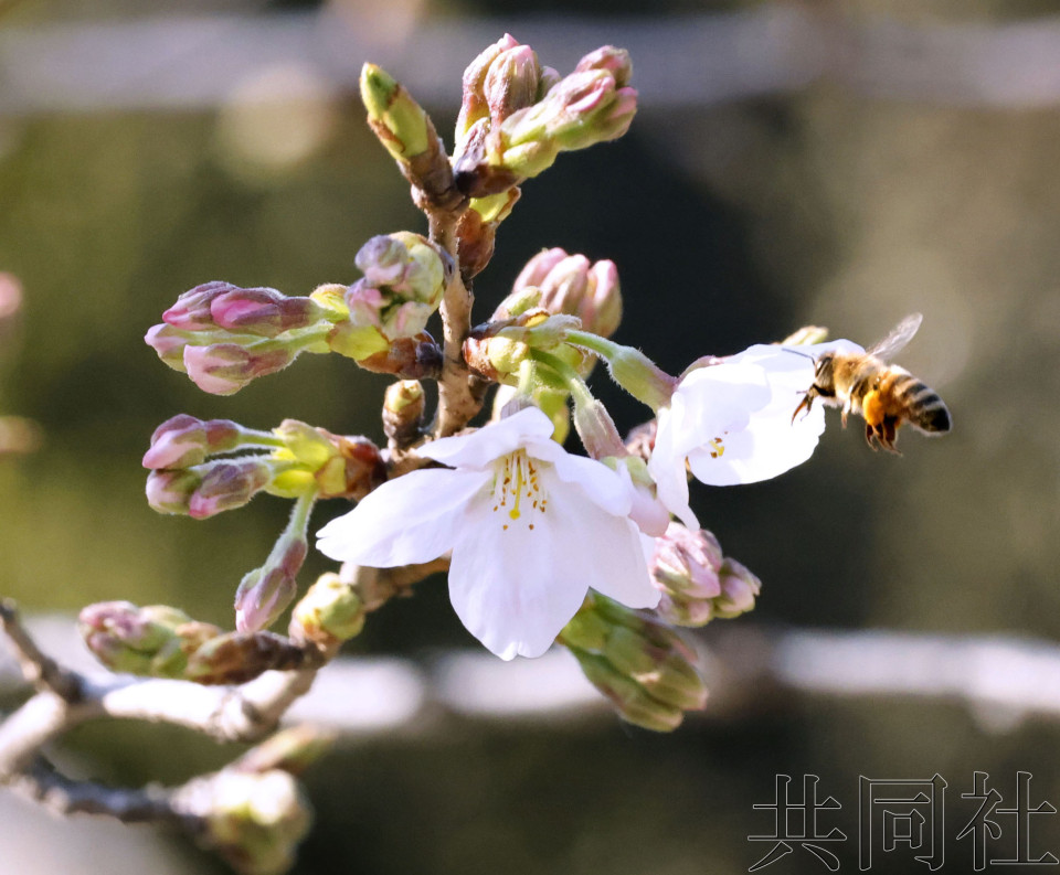 东京都心樱花开花 各地樱花季姗姗来迟