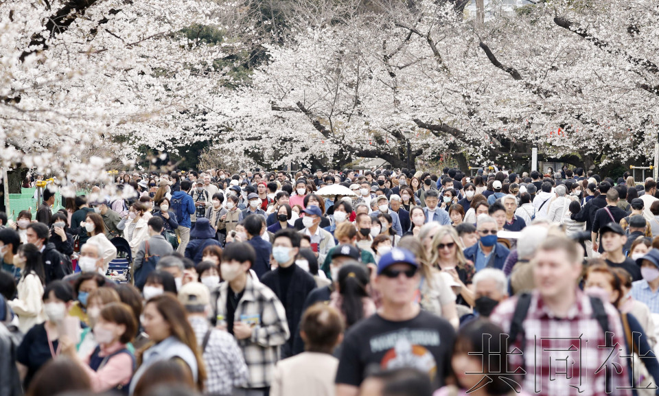 东京预计19日迎来樱花开放