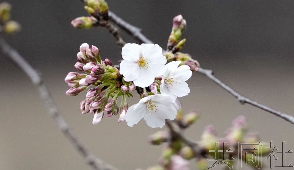 气象厅宣布东京中心地区樱花已经开放