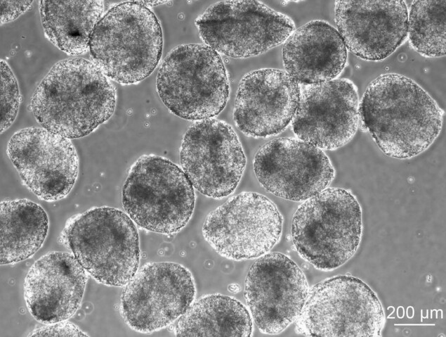 详讯：iPS细胞再生医疗产品在日获批 开创全球先河