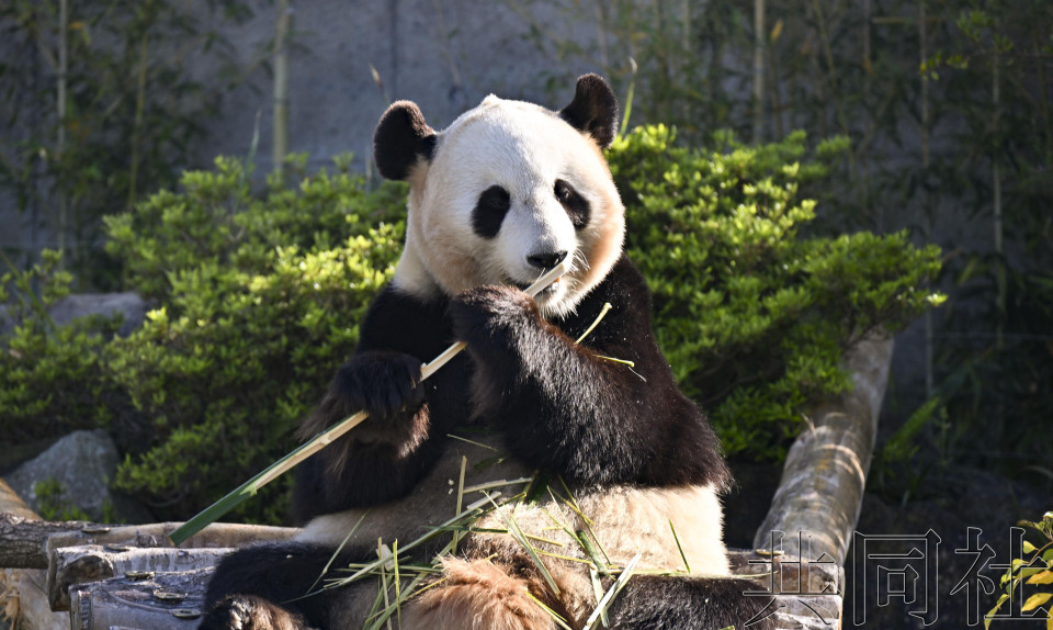 详讯：和歌山“冒险世界”大熊猫将全部归还中国