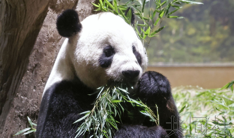 上野动物园排起长队 与将返华大熊猫道别