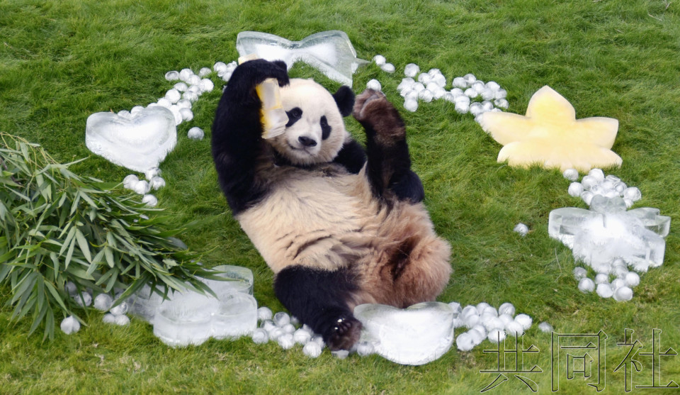 和歌山大熊猫宝宝枫滨获赠圣诞节礼物