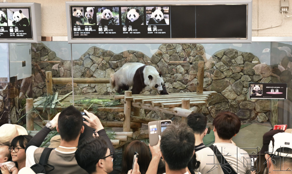 和歌山“冒险世界”大熊猫即将返华 游客满怀不舍