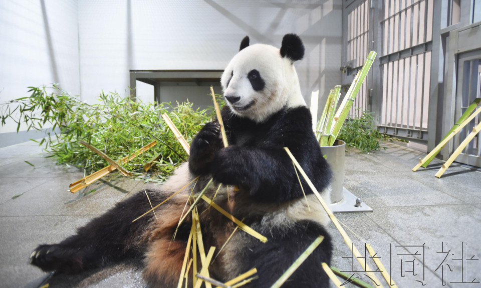 详讯：上野大熊猫“力力”和“真真”将返华