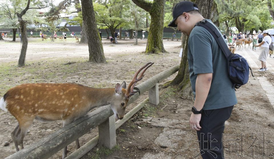 研究显示奈良公园鹿鞠躬次数或因新冠疫情减少
