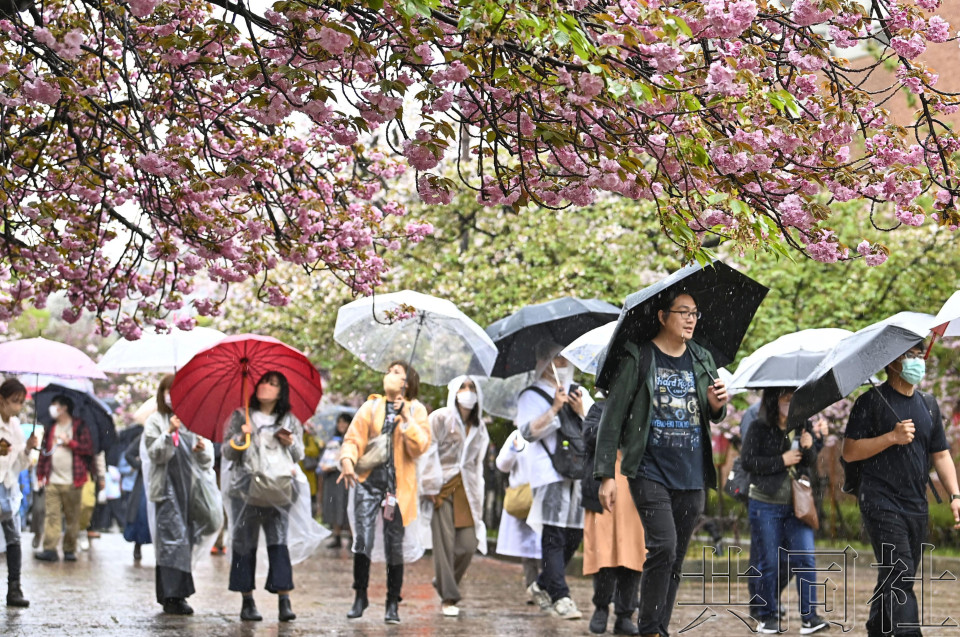大阪造币局开放“樱花通道” 上限人数放宽