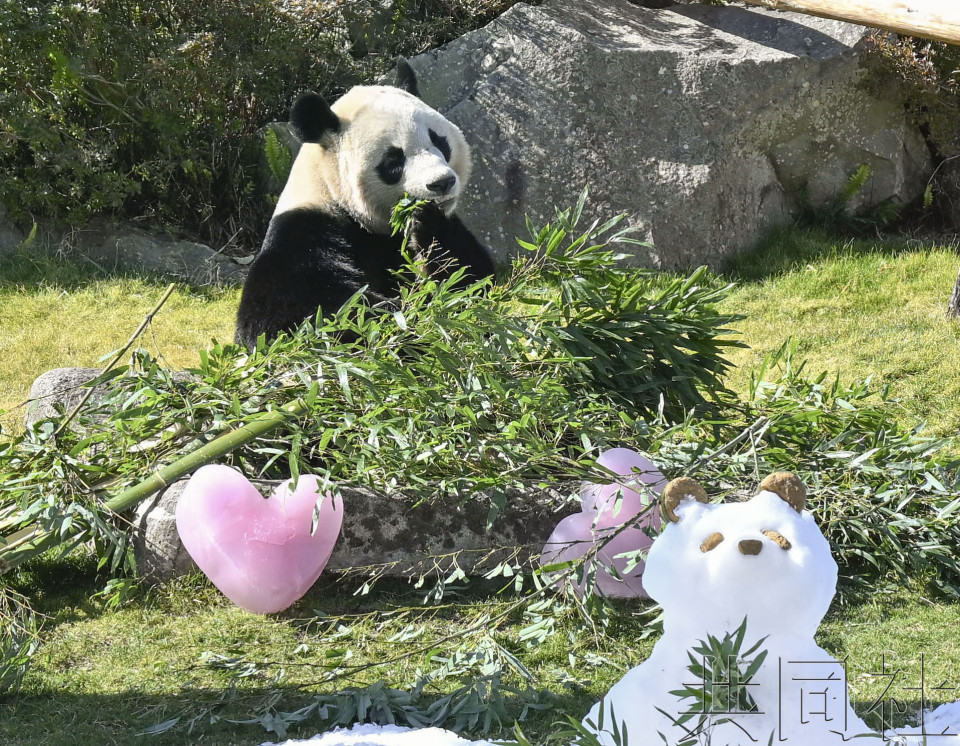 和歌山大熊猫“枫滨”获赠情人节礼物