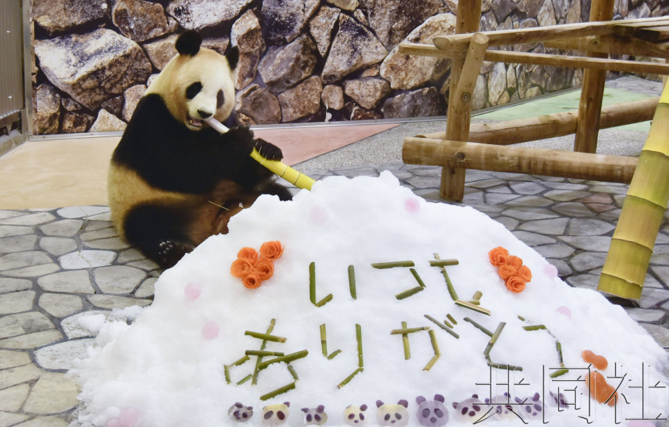 和歌山冒险世界为大熊猫良滨送上母亲节谢礼