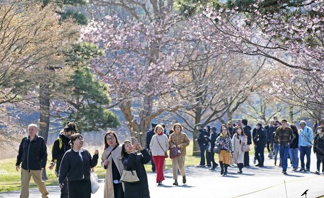日本皇宫乾通21日起向公众开放赏樱