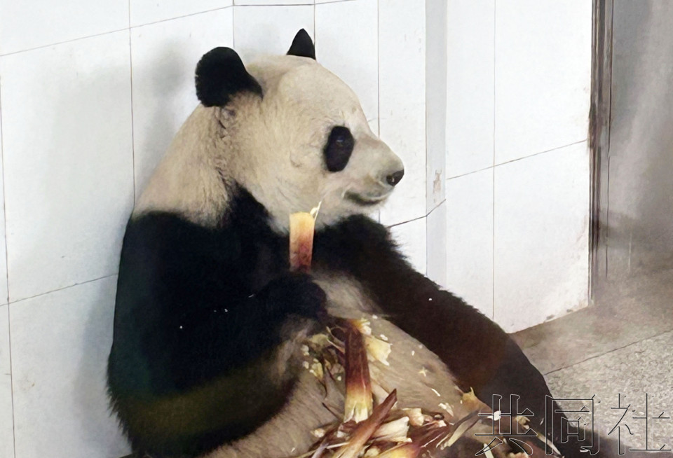 茨城县与中国陕西省就大熊猫保护等签署备忘录