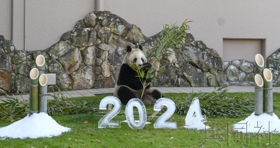 和歌山龙年诞生大熊猫良滨在新年前收到礼物